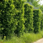 למד מדוע התקנת גדרות חיות גבוהות סמוך לגבול עלולה לגרום לקנסות והשלכות משפטיות, וכיצד להימנע מעבירות.